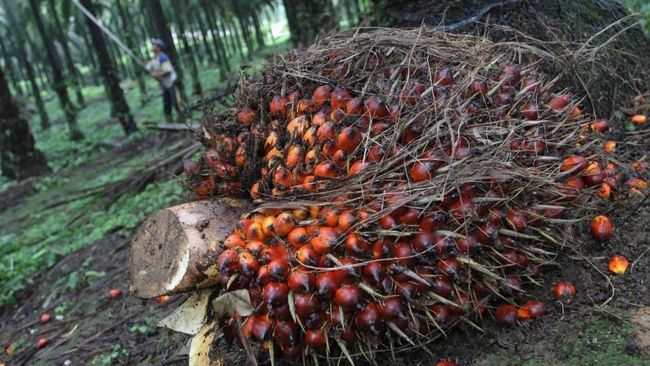 Potensi Multiplier Effect Rp 3.000 Triliun yang Dimiliki oleh Industri Kelapa Sawit