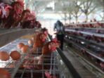 Bantai Ayam oleh Peternak karena Harga Telur Anjlok