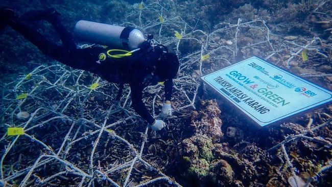 BRI Melawan Perubahan Iklim dengan Pendekatan di Hari Lingkungan Hidup