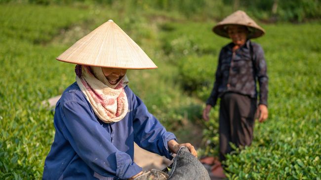 Petani Bersiap-Siap Merayakan Sumber Dolar Baru RI