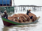 Dewan Perwakilan Rakyat Keluhkan Penurunan Harga Rumput Laut menjadi Rp 6.000/Kg, Kementerian Kelautan dan Perikanan Mengungkapkan Fakta-Faktanya