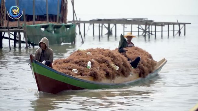 Dewan Perwakilan Rakyat Keluhkan Penurunan Harga Rumput Laut menjadi Rp 6.000/Kg, Kementerian Kelautan dan Perikanan Mengungkapkan Fakta-Faktanya