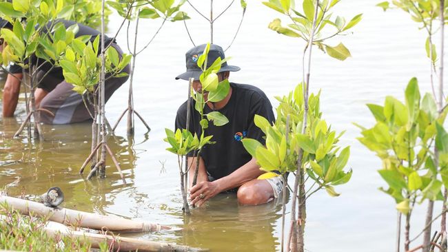 Bank BRI Distribusikan Ribuan Bibit Mangrove ke Kelompok Tani di Muaragembong