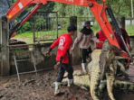 Petani di Negara Tetangga RI Membantai 125 Buaya Langka dengan Alasan Ini