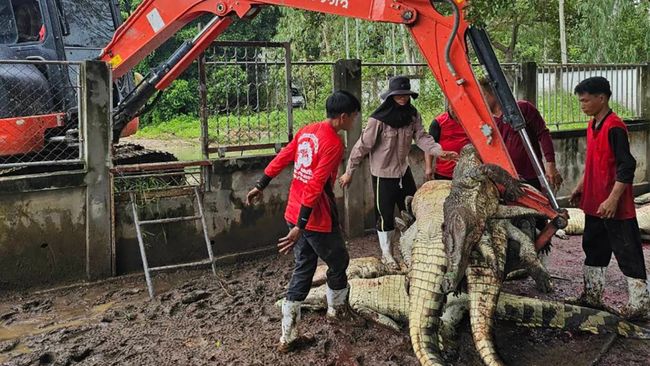 Petani di Negara Tetangga RI Membantai 125 Buaya Langka dengan Alasan Ini