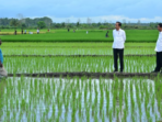 Aktivis Papua Mendesak Dihentikannya Proyek Satu Juta Hektar Sawah di Merauke